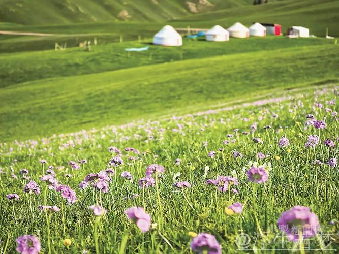 年轻教练充满活力,新疆之花绚丽绽放 年轻教练充满活力,新疆之花绚丽绽放